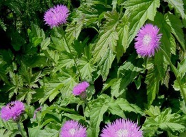 Korenbloem - Centaurea dealbata