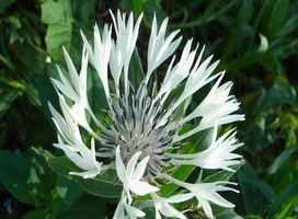 Korenbloem - Centaurea montana 'Alba'