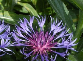 Korenbloem - Centaurea montana 'Grandiflora'