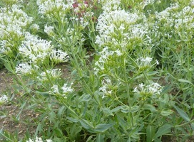 Witte valeriaan - Centranthus ruber 'Albus'