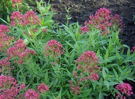 Rode valeriaan - Centranthus ruber 'Coccineus'