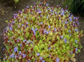 Loodkruid - Ceratostigma plumbaginoides