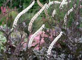 Zilverkaars - Cimicifuga ramosa 'Atropurpurea'