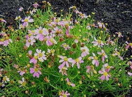 Meisjesogen - Coreopsis lanceolata 'Sterntaler'