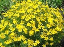 Meisjesogen - Coreopsis ver. 'Grandiflora'