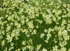 Meisjesogen - Coreopsis ver. 'Moonbeam'