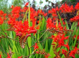 Montbretia - Crocosmia 'Lucifer'