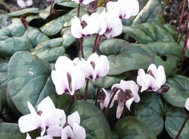 Alpenviooltje - Cyclamen hederifolium 'Album'