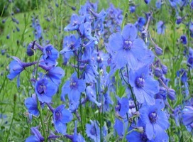 Ridderspoor - Delphinium (B) 'Bellamosum'