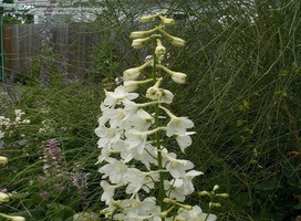 Ridderspoor - Delphinium (B) 'Casa Blanca'