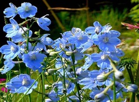 Ridderspoor - Delphinium (B) 'Cliveden Beauty'