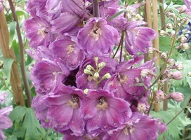 Ridderspoor - Delphinium (P) 'Astolat'