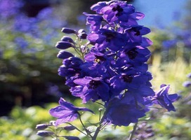 Ridderspoor - Delphinium (P) 'Black Knight'