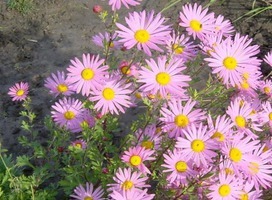 Chrysant - Dendranthema (R) 'Clara Curtis'