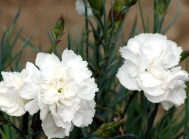 Anjer - Dianthus (P) 'Haytor White'