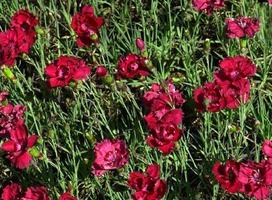 Anjer - Dianthus gra. 'Rotkäppchen'