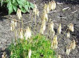 Gebroken hartje - Dicentra formosa 'Aurora'