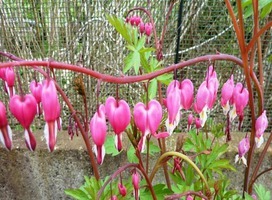 Gebroken hartje - Dicentra spectabilis