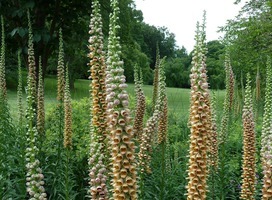 Vingerhoedskruid - Digitalis fer. 'Gigantea'