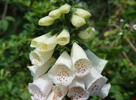 Vingerhoedskruid - Digitalis p. 'Alba'