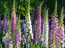 Vingerhoedskruid - Digitalis p. Excelsior Hybrids