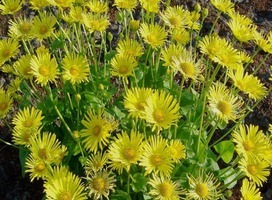 Voorjaarszonnebloem - Doronicum o. 'Little Leo'