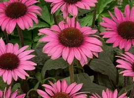 Zonnehoed - Echinacea p. 'Magnus'