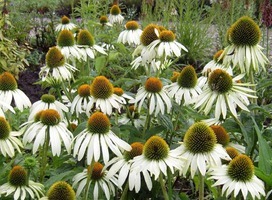 Zonnehoed - Echinacea p. 'Alba'