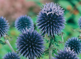 Kogeldistel - Echinops bannaticus 'Blue Globe'