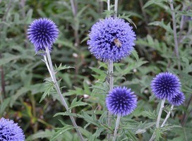 Kogeldistel - Echinops ritro 'Veitch's Blue'