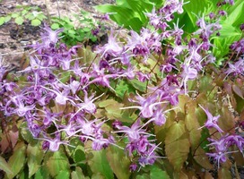 Elfenbloem - Epimedium gra. 'Lilafee'