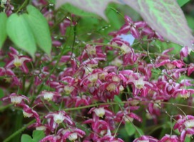 Elfenbloem - Epimedium pubigerum 'Orangekönigin'