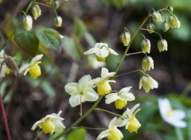 Elfenbloem - Epimedium versicolor 'Sulphureum'