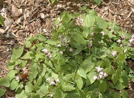 Elfenbloem - Epimedium y. 'Roseum'