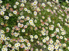 Fijnstraal - Erigeron karvinskianus