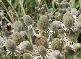 Agaafbladige kruisdistel - Eryngium agavifolium