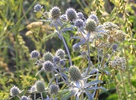 Kruisdistel - Eryngium planum