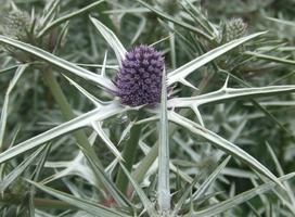 Kruisdistel - Eryngium variifolium