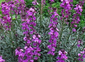 Muurbloem,Steenraket - Erysimum 'Bowles Mauve'