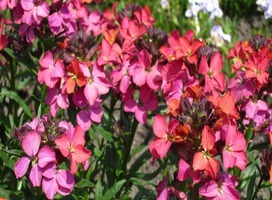 Muurbloem,Steenraket - Erysimum 'Constant Cheer'