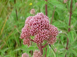 Leverkruid - Eupatorium cannabinum