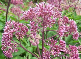 Leverkruid - Eupatorium mac. 'Atropurpureum'