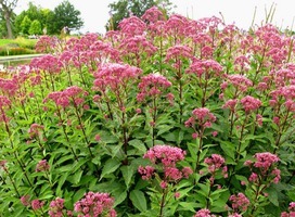 Leverkruid - Eupatorium mac. 'Purple Bush'