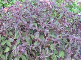 Leverkruid - Eupatorium rugosum 'Chocolate'