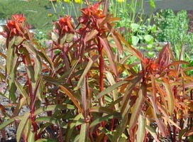 Wolfsmelk - Euphorbia griffithii 'Fireglow'