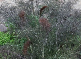 Siervenkel - Foeniculum vulgare 'Purpureum'