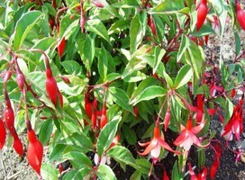 Bellenplant - Fuchsia 'Madame Cornelissen'