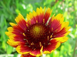 Kokardebloem - Gaillardia 'Kobold'