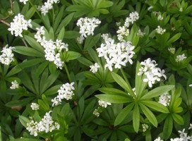 Lievevrouwebedstro - Galium odoratum