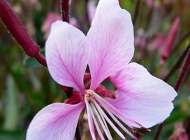 Prachtkaars - Gaura lin. 'Siskyou Pink'